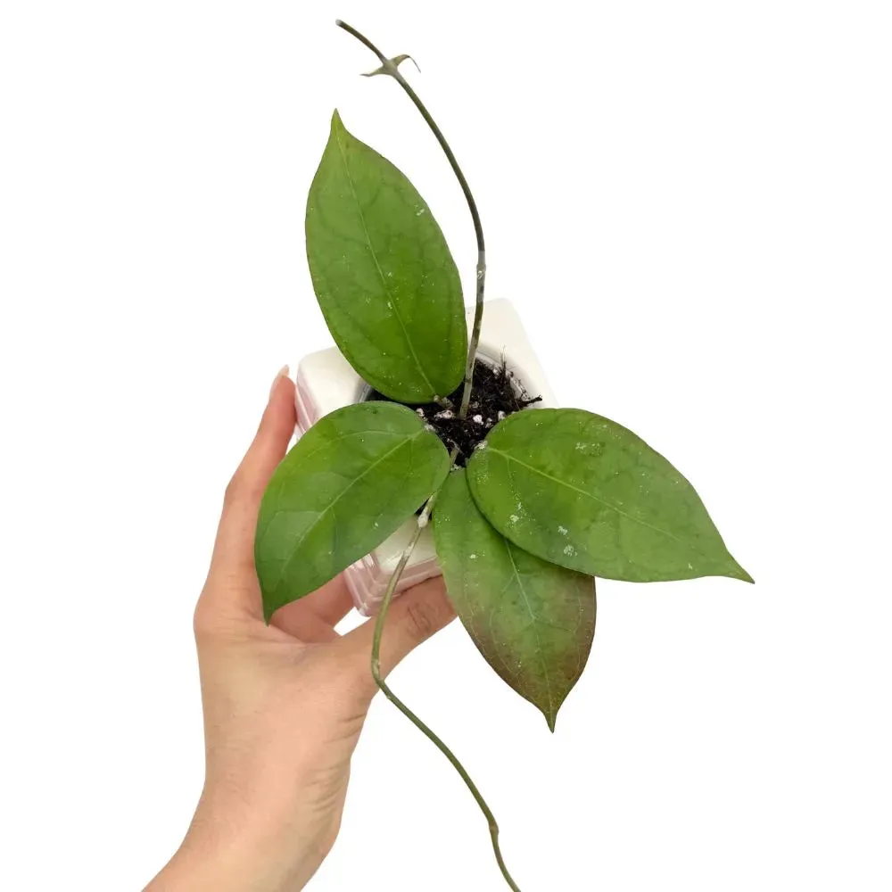 Plant and Stories Tequila Sunrise hoya plante d'intérieur pot 6 cm