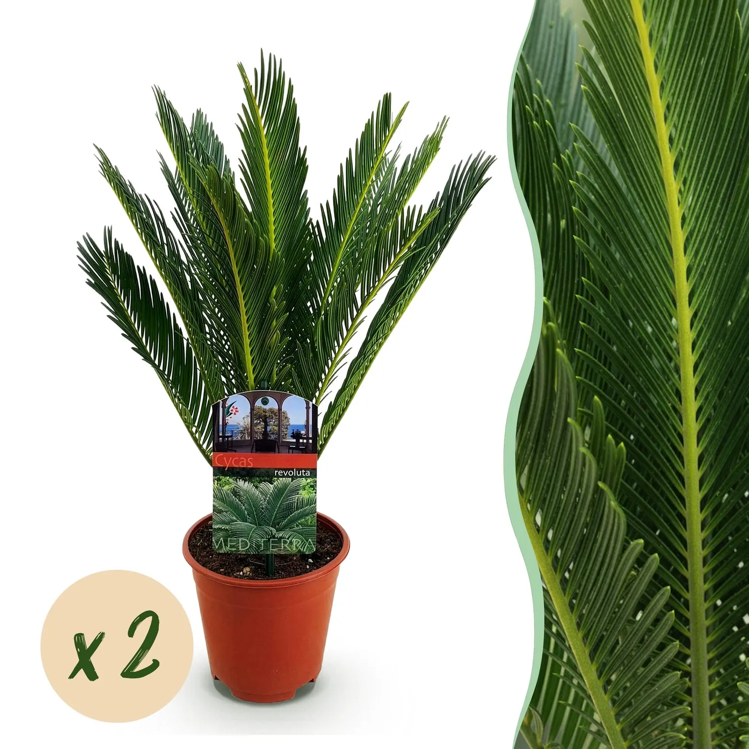 Plant and Stories Cycas revoluta palmier 1 plante pot 15 cm