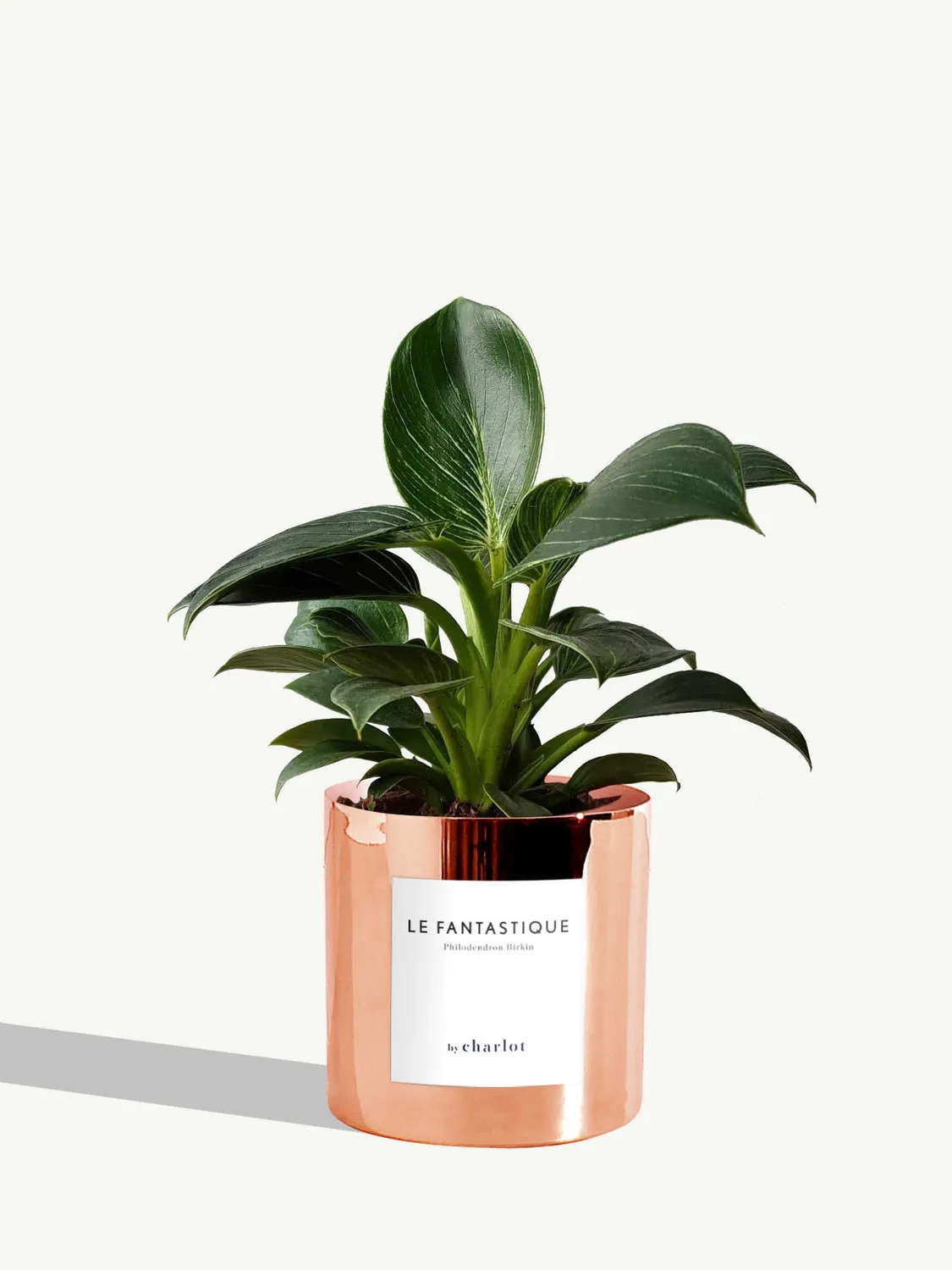 By Charlot Le Fantastique plante peperomia pot 10 cm