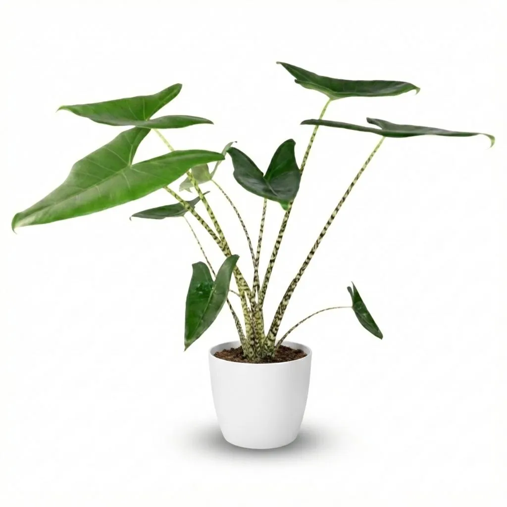 Plant and Stories Zebrina alocasia plante 75 cm sans cache-pot