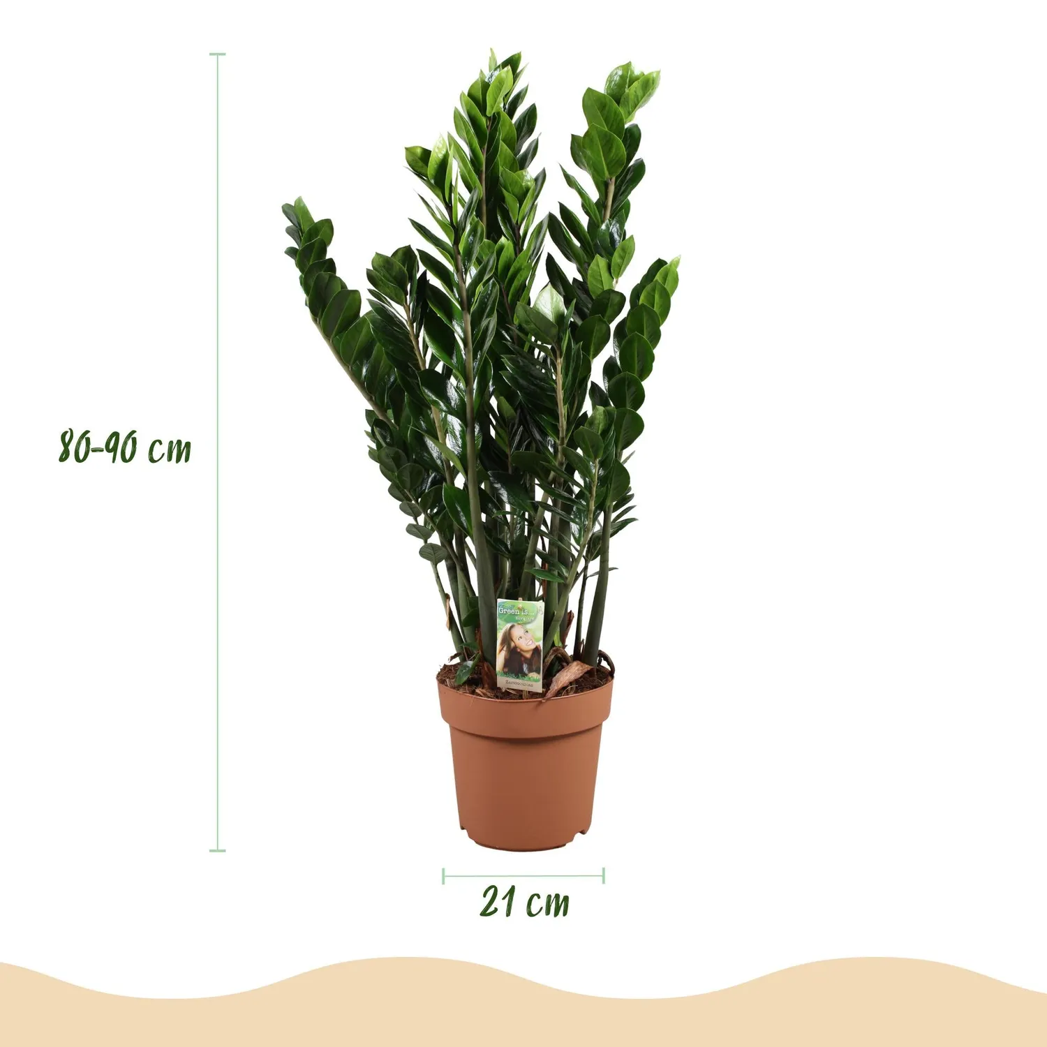 Plant and Stories Zamioculcas ZZ plante verte pot 17 cm