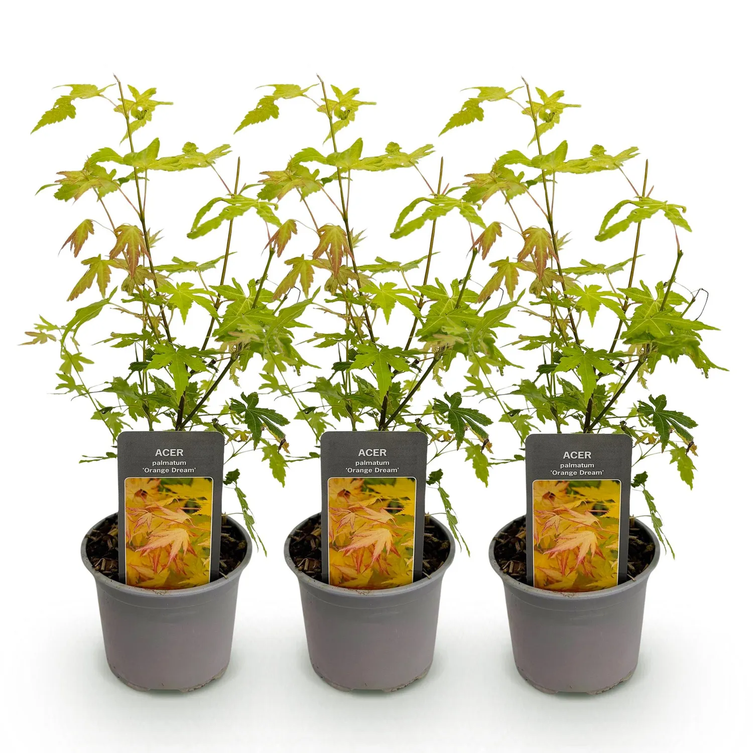 Plant and Stories Orange Dream érable du Japon 1 plant pot 12 cm