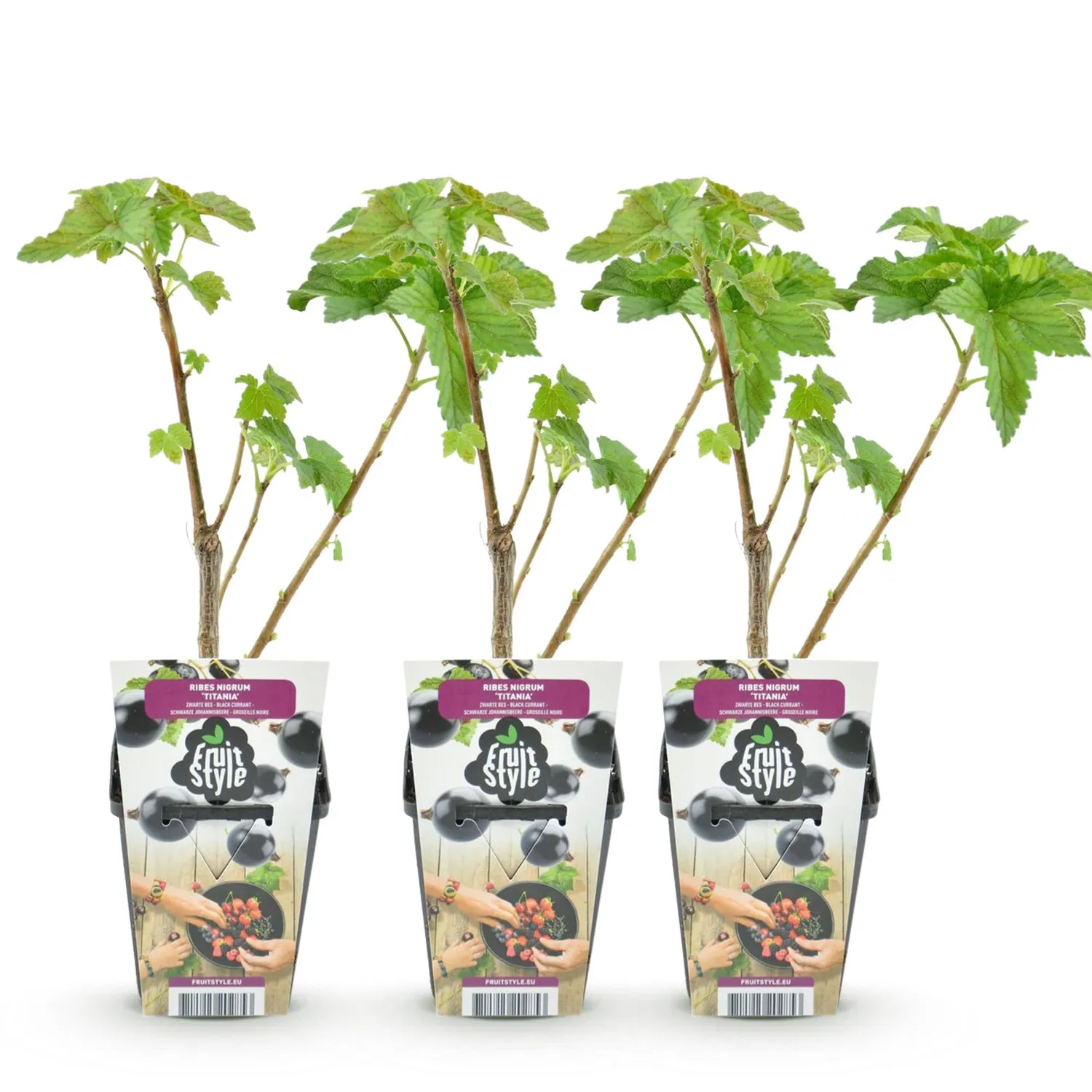 Plant and Stories Cassissier Titania fruitier 3 plants pot 9 cm