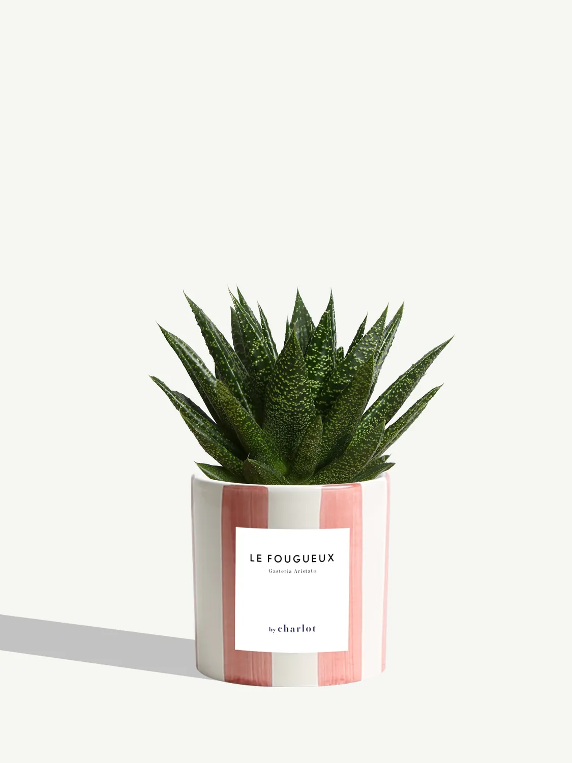 By Charlot Le Fougueux gasteria succulente pot 10 cm