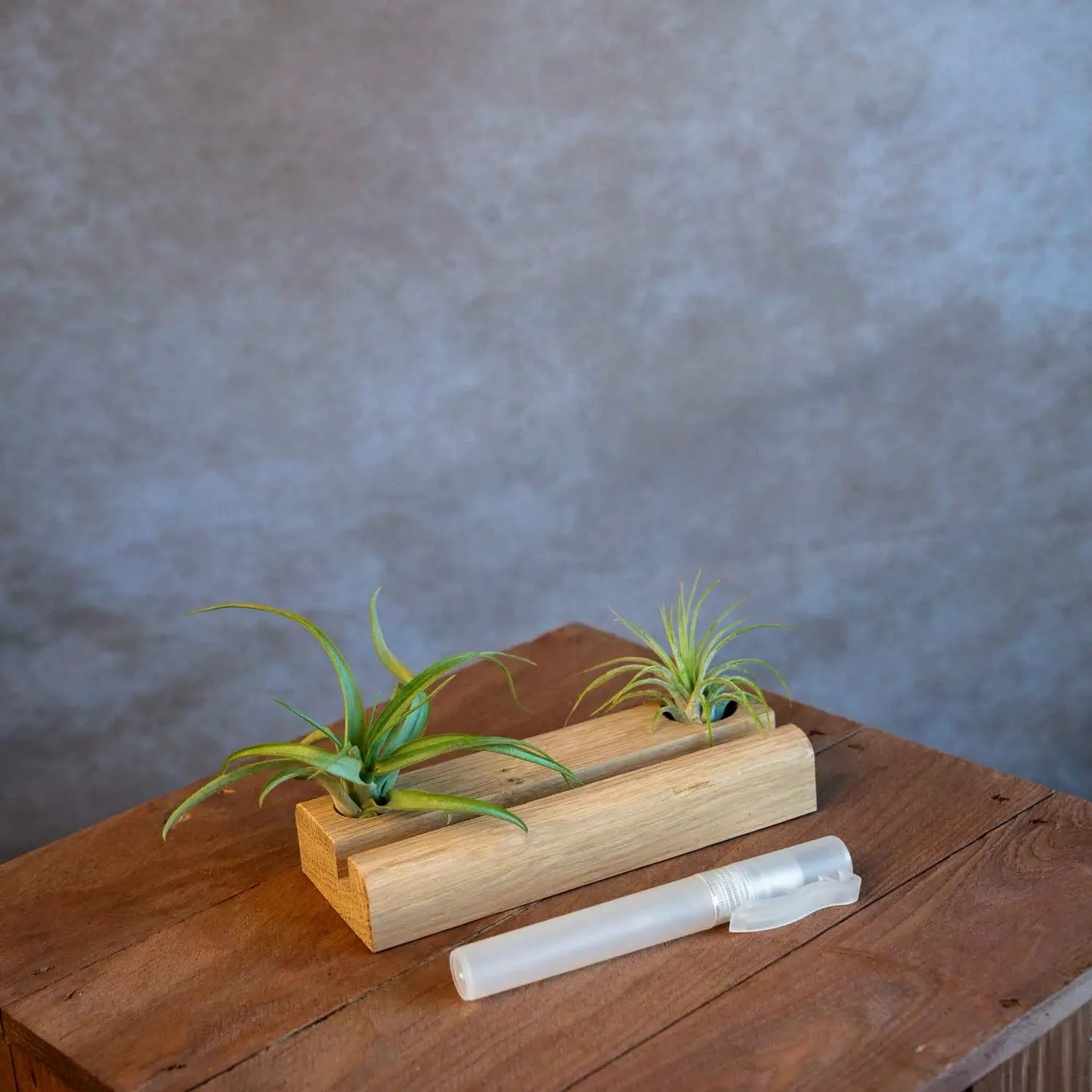 Airplantshop support téléphone bois frêne avec 2 tillandsias