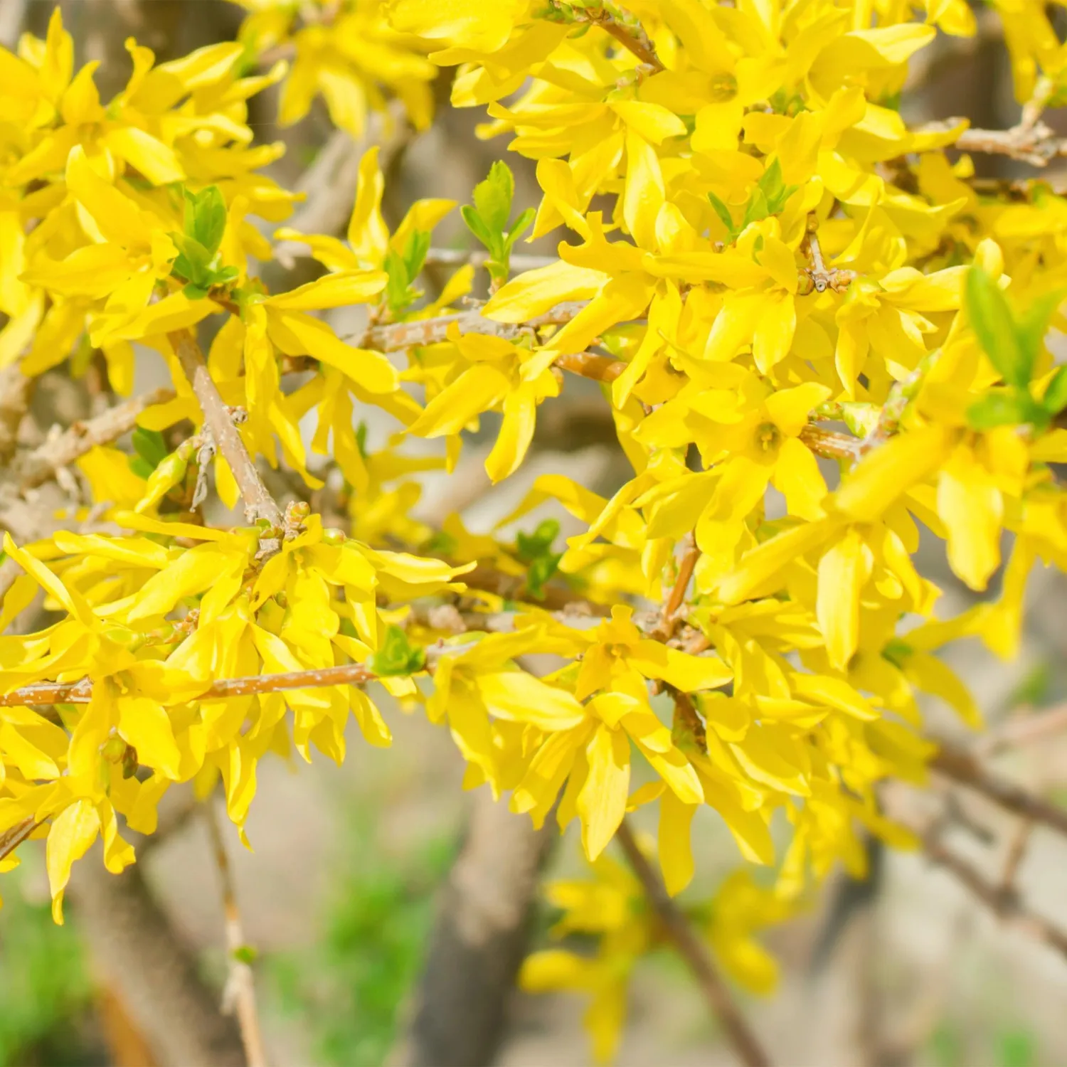 Plant and Stories Forsythia Goldrausch arbuste pot 17 cm jaune