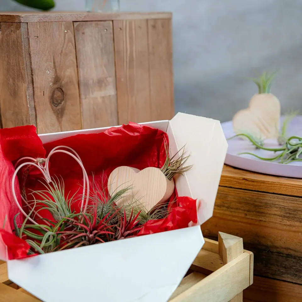 Airplantshop Love Box coffret cadeau 8 plantes aériennes