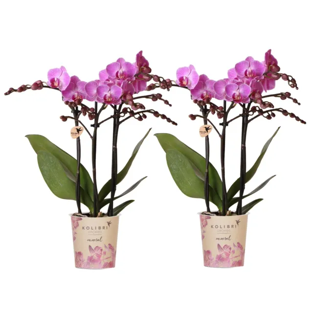 Plant and Stories Phalaenopsis Vienne orchidée violette lot de 2