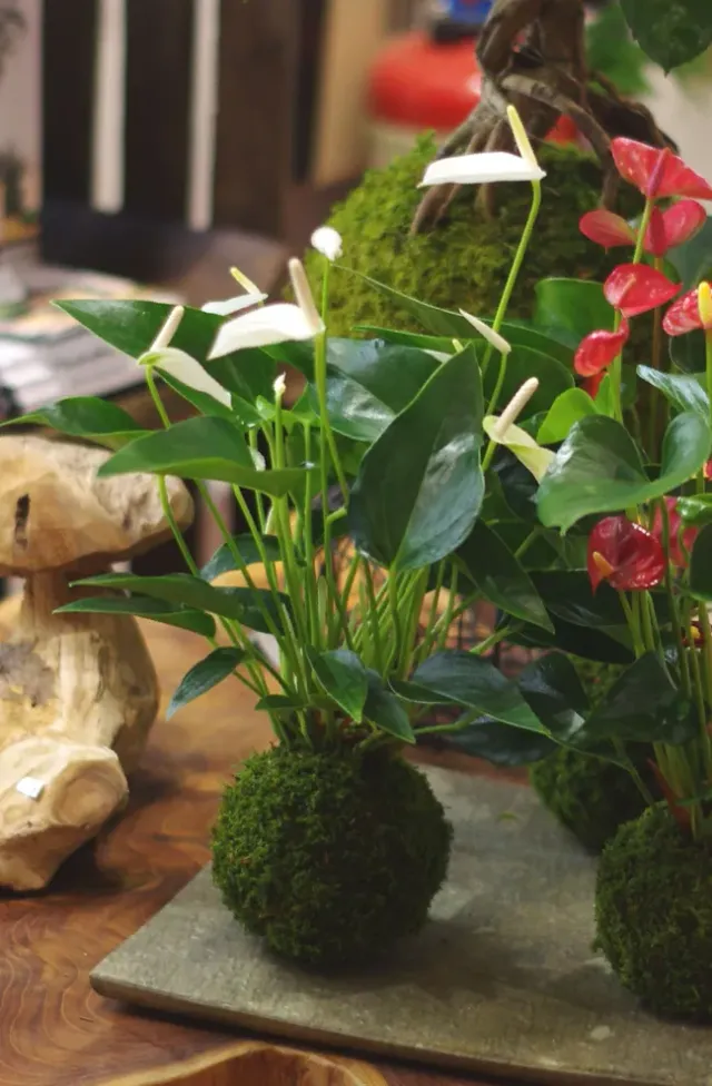 Aquaphyte Gatun Shiro Ichi kokedama anthurium blanc fleuri