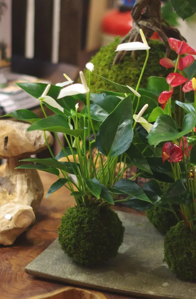Aquaphyte Gatun Shiro Ichi kokedama anthurium blanc fleuri