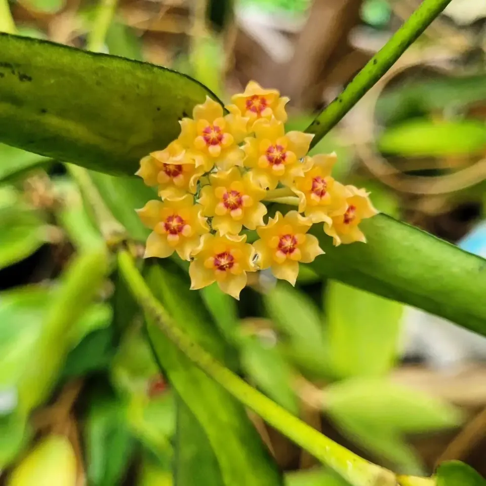 Plant and Stories Hoya Pandurata plante pot 10,5 cm violon