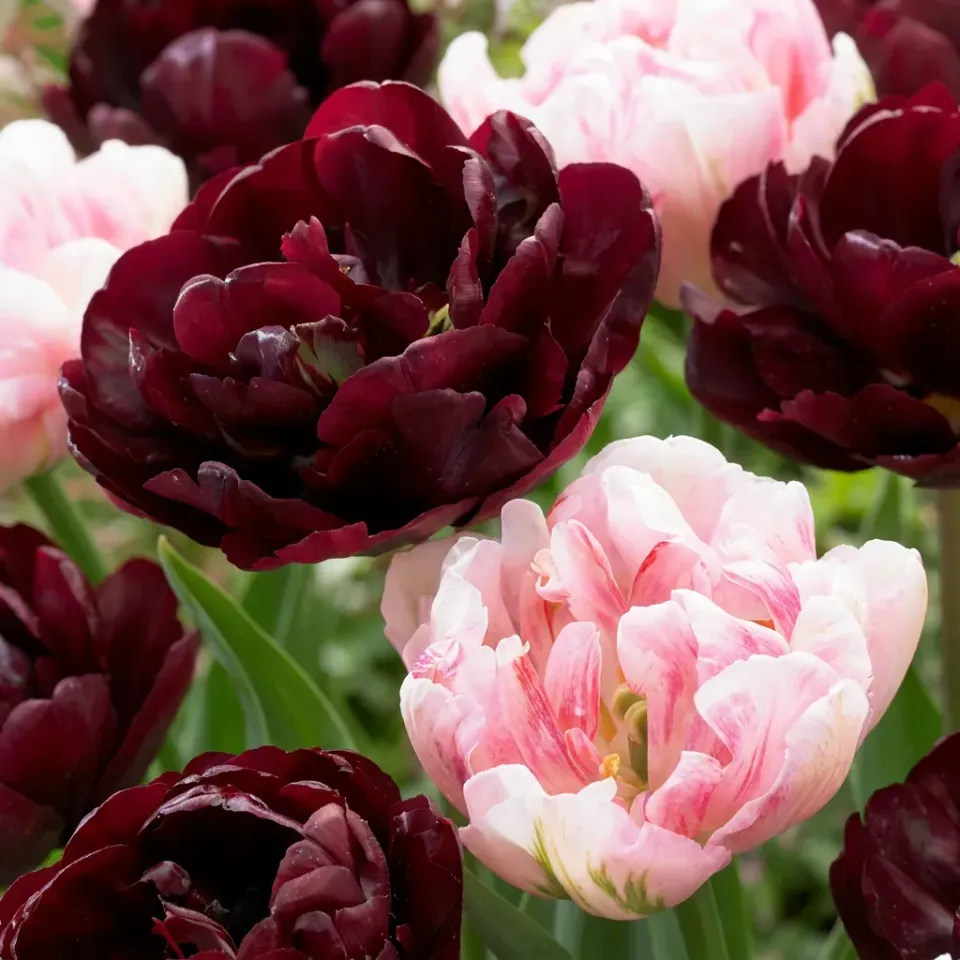 Plant and Stories Sweet Desire tulipe 12 bulbes mélange