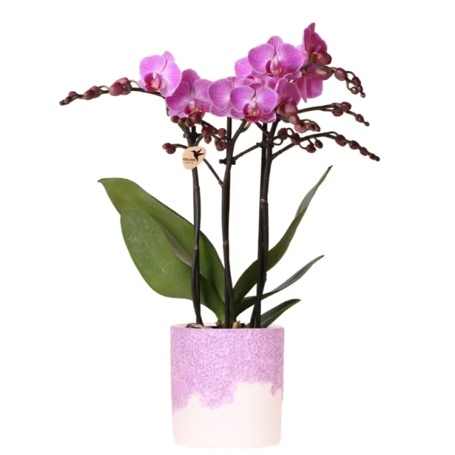 Plant and Stories Phalaenopsis Vienna orchidée pot 9 cm violette