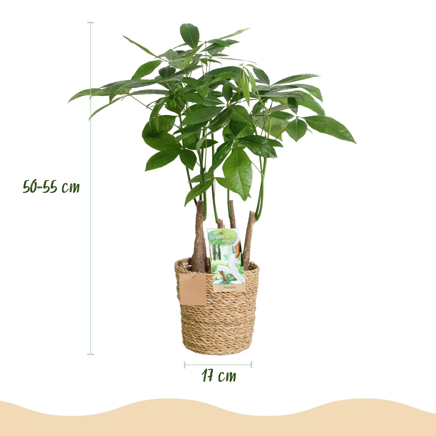 Plant and Stories Pachira Aquatica arbre pot 17 cm tressé
