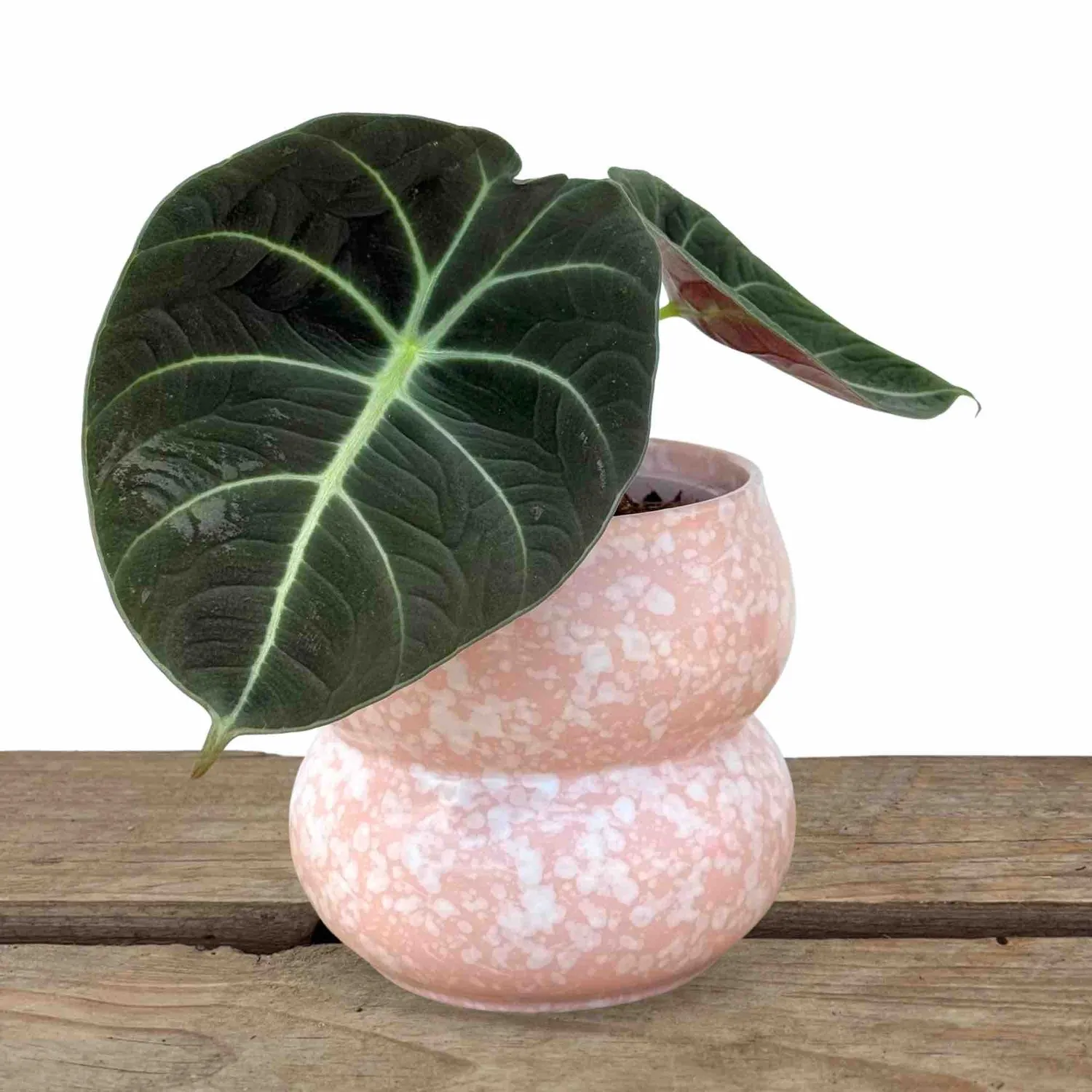 Plant and Stories Bulle cache-pot céramique rose 9 cm