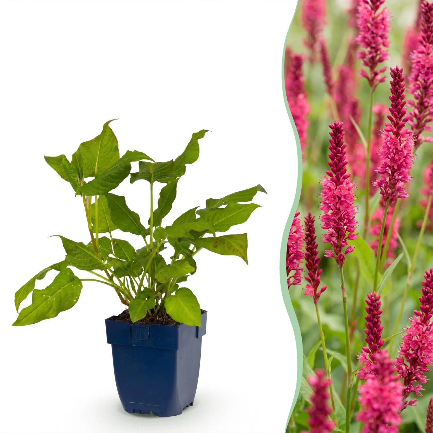 Plant and Stories Renouée Persicaria amplexicaulis vivace pot 11cm rouge