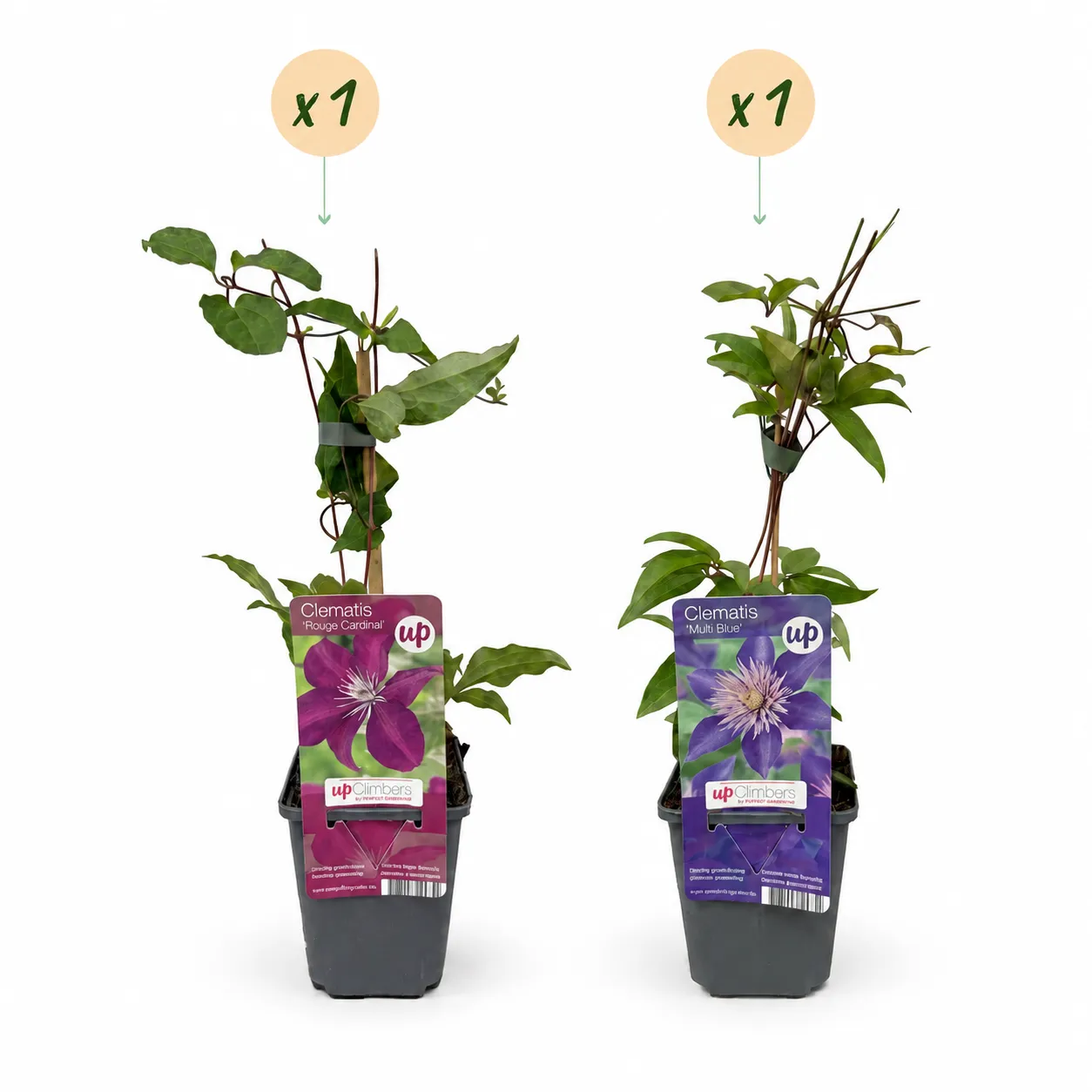 Plant and Stories Clematis Duo Bleu Rouge grimpante lot 2 plants
