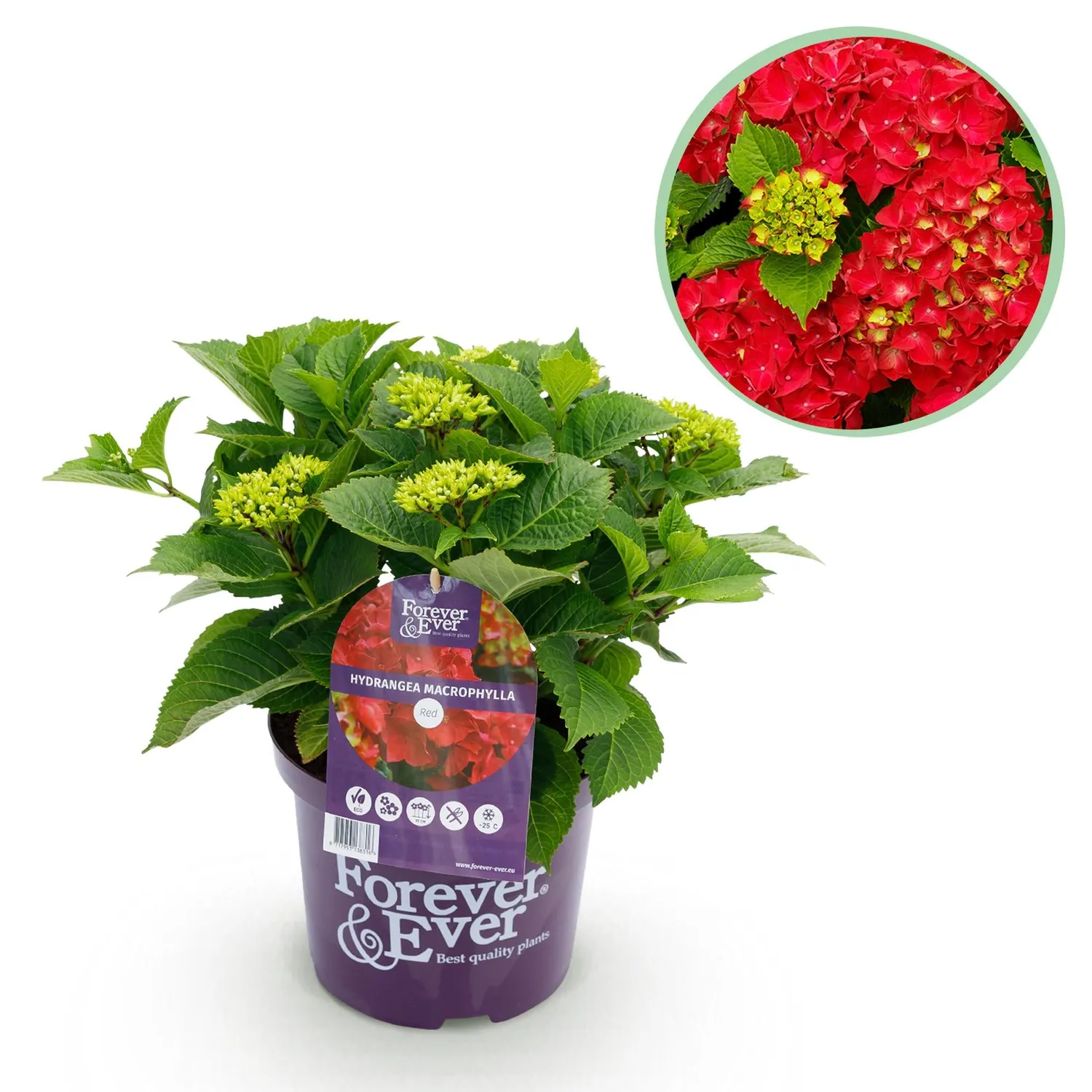Plant and Stories Forever Ever hortensia bleu 23 cm 1 plant