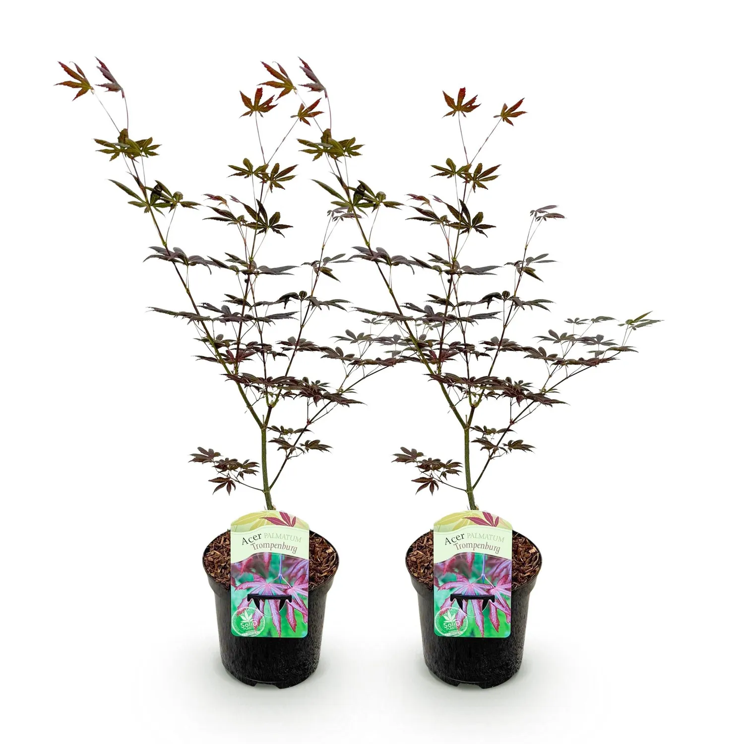 PLANT AND STORIES Érable Japon Trompenburg arbre pot 19 cm rustique