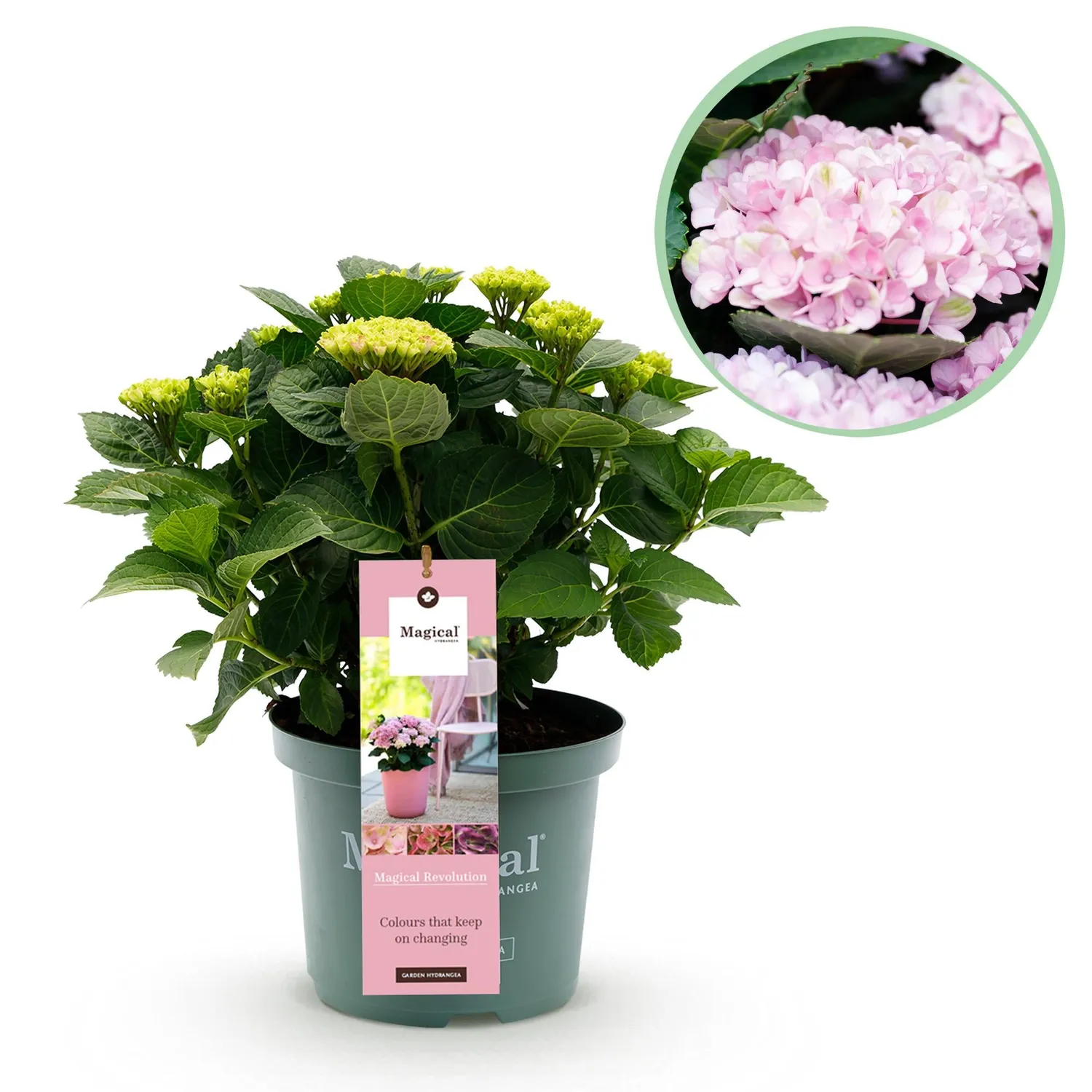 Plant and Stories Hortensia Magical Revolution arbuste pot 23 cm bleu