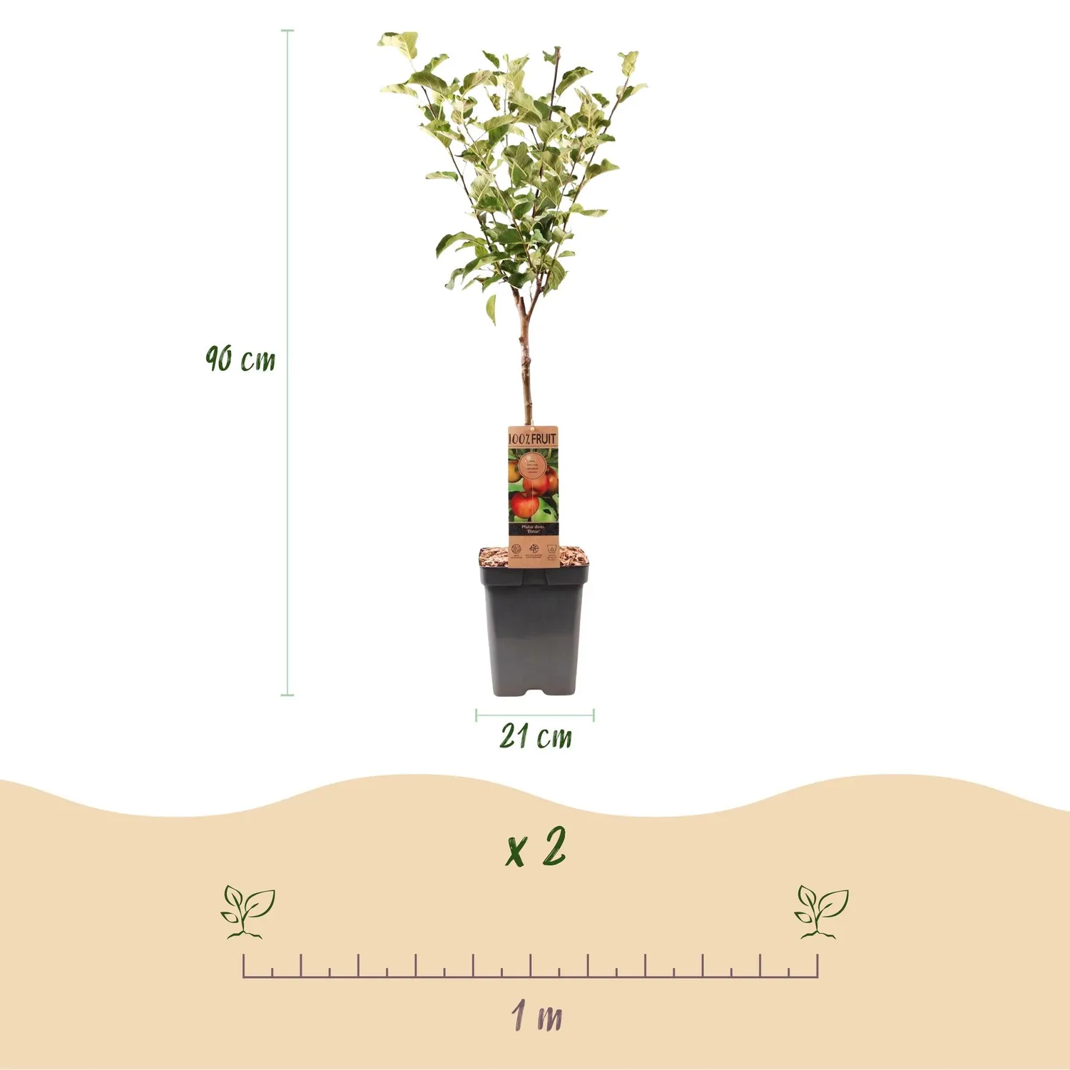 Plant and Stories Pommier Elstar fruitier pot 21cm 90cm rustique