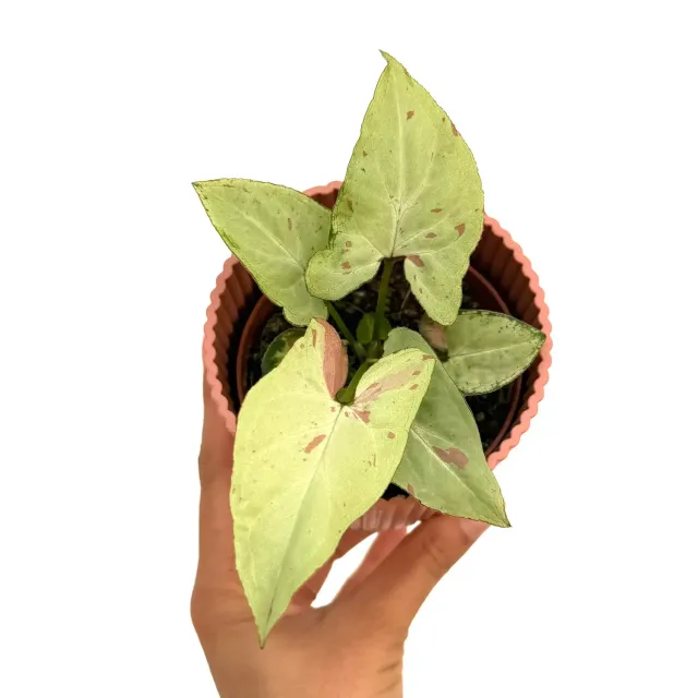 Plant and Stories Syngonium Strawberry Milk plante pot 8 cm rose