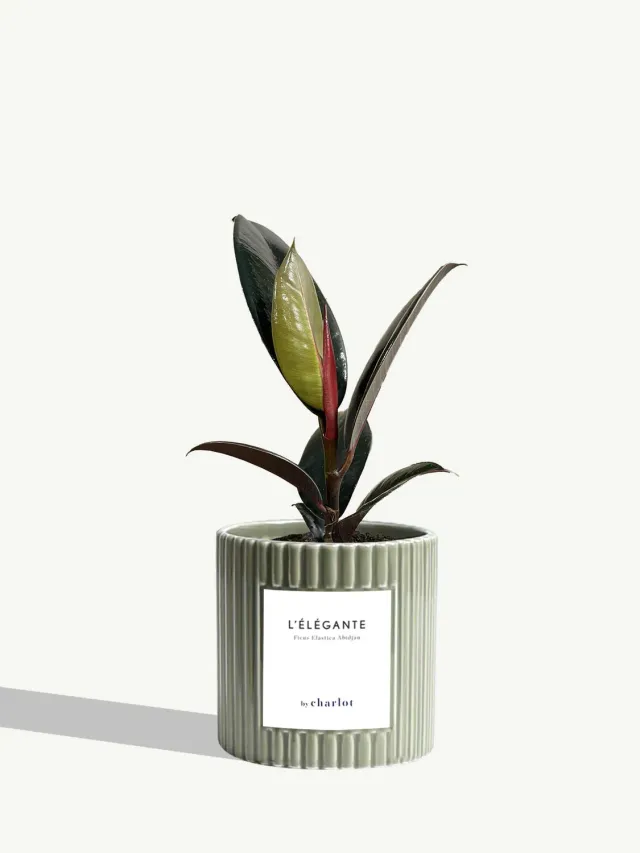 By Charlot L'Élégante plante verte pot cannelé olive