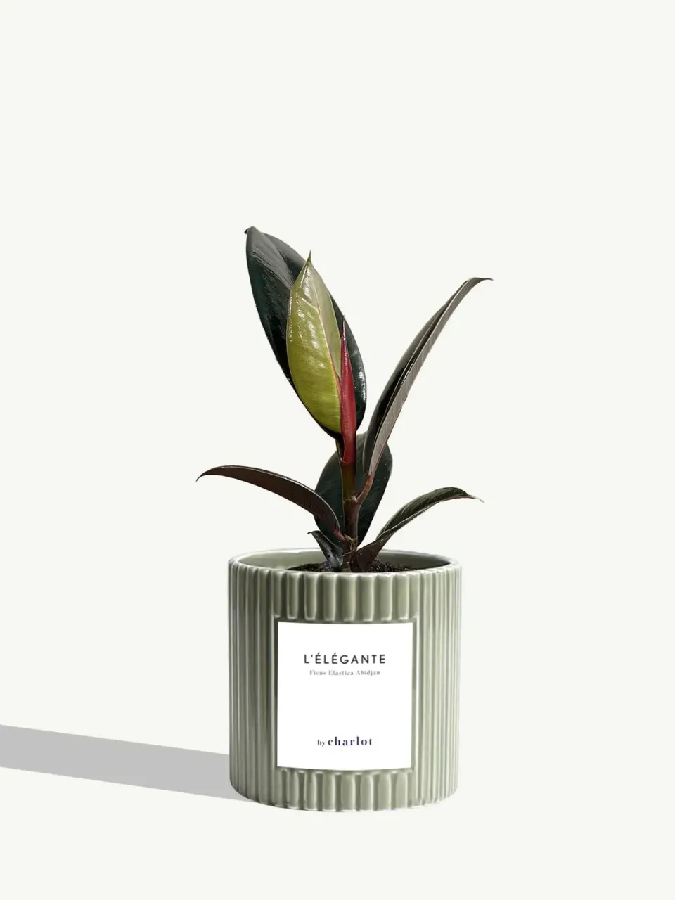 By Charlot L'Élégante plante verte pot cannelé olive