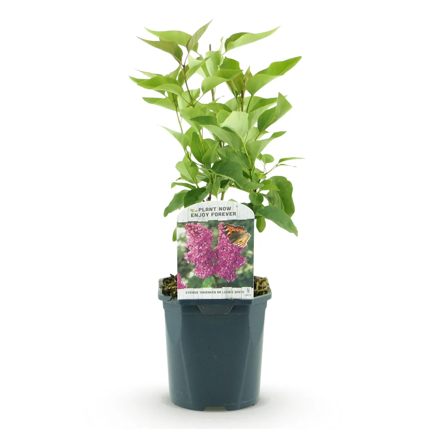 Plant and Stories Lilas Ludwig Späth arbuste pot 17 cm parfumé