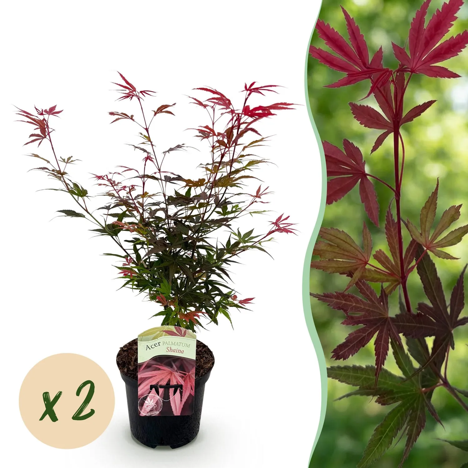 Plant and Stories Érable Shaina arbuste 1 plant pourpre compact