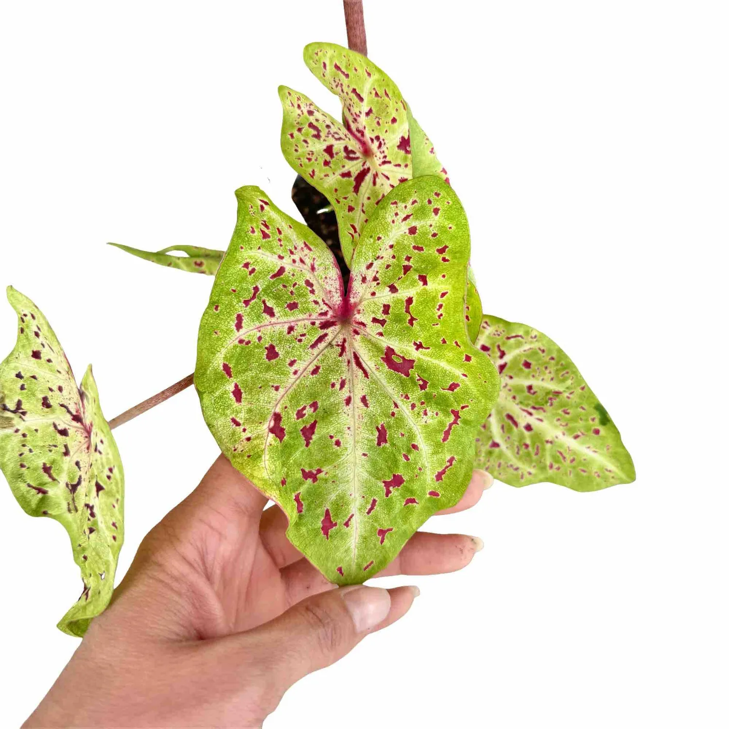 Plant and Stories Caladium Miss Muffet plante 13 cm feuillage rose