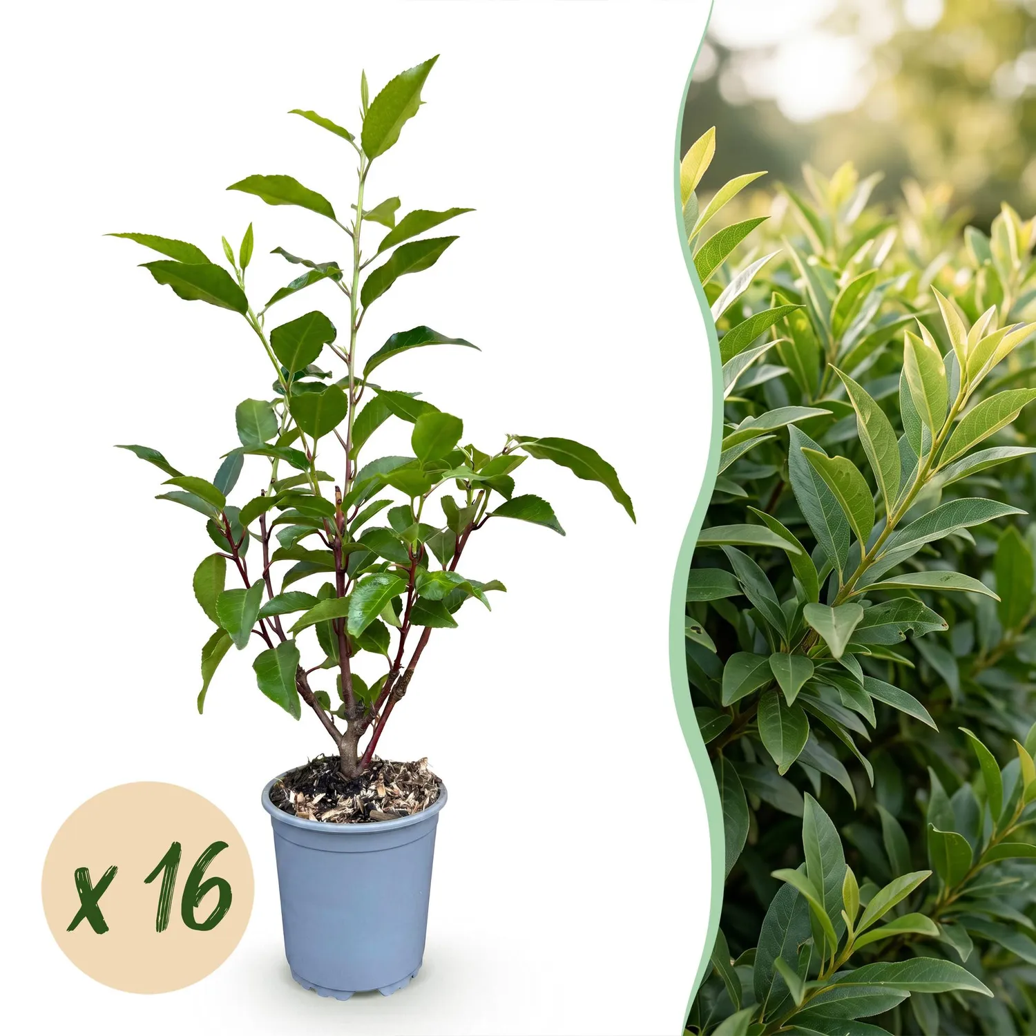 Plant and Stories Angustifolia laurier haie lot 8 persistant