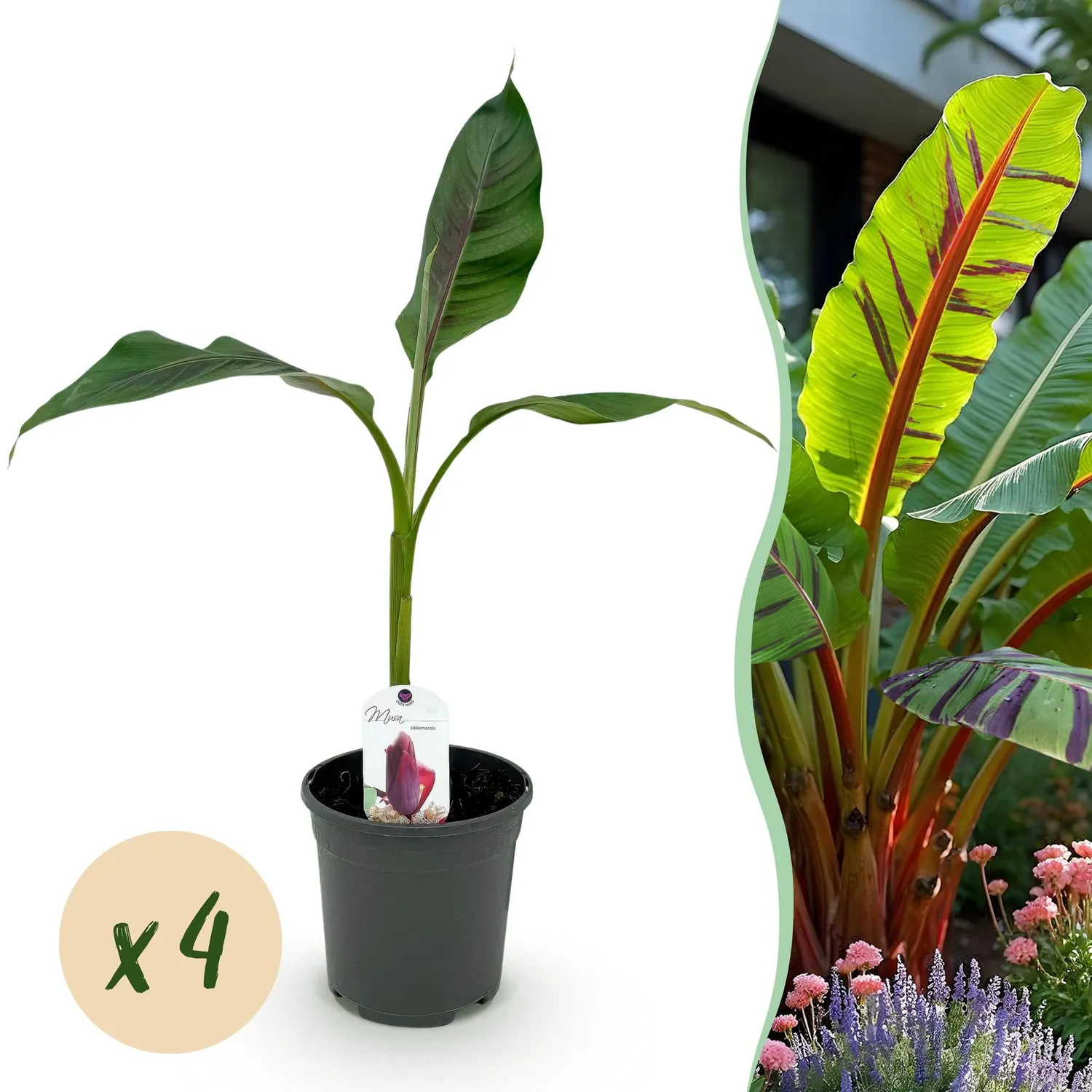Plant and Stories Musa Red Tiger bananier pot 17 cm feuillage pourpre