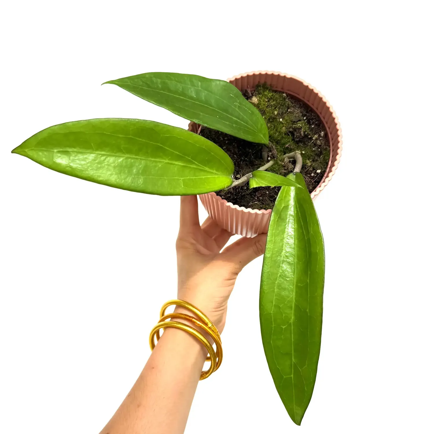 Plant and Stories Hoya Cinnamomifolia plante pot 10,5 cm nervures claires