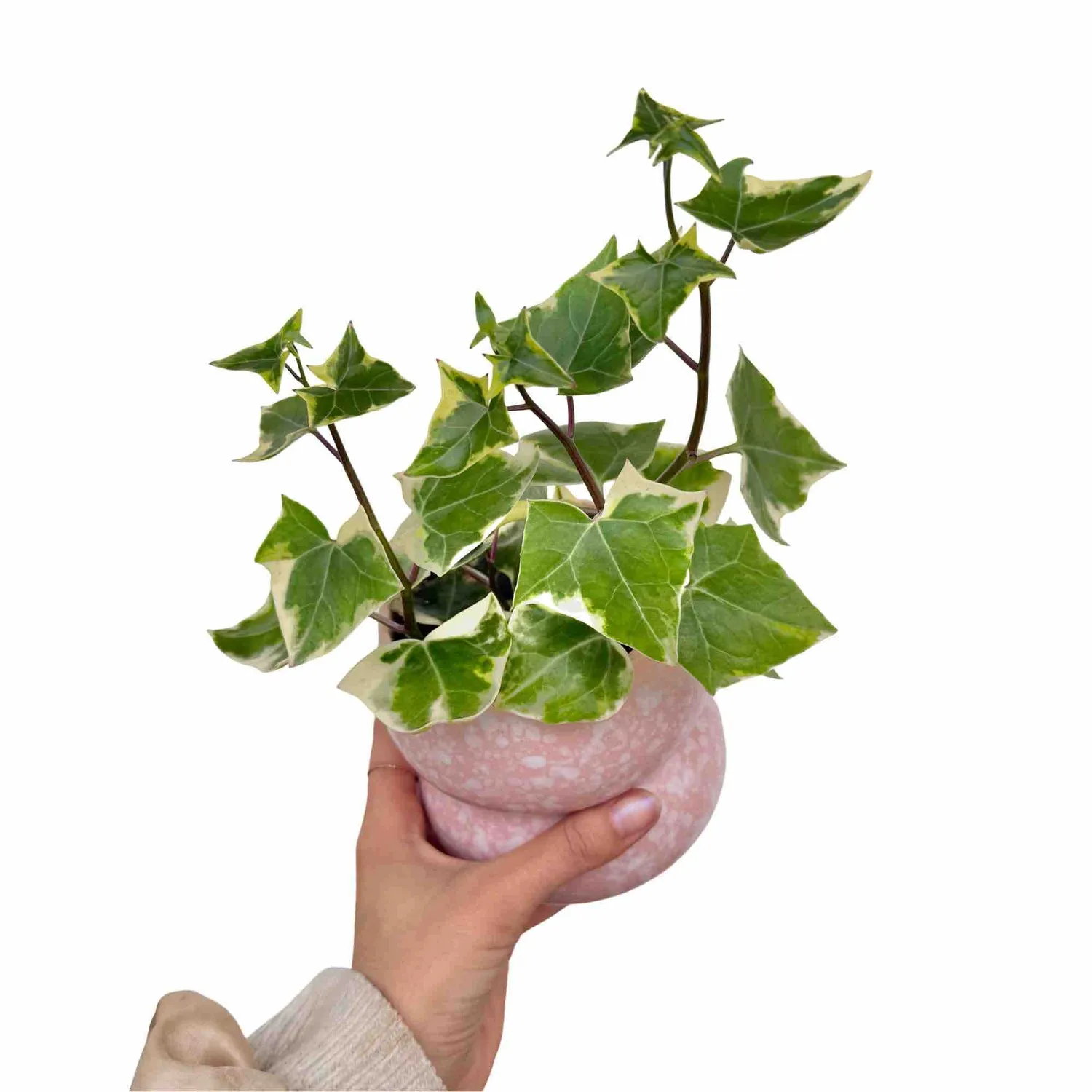 Senecio Macroglossus Variegatus succulente pot 6 cm dorée