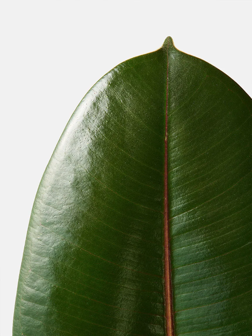 By Charlot L'Élégante plante Ficus Elastica 38 cm recharge