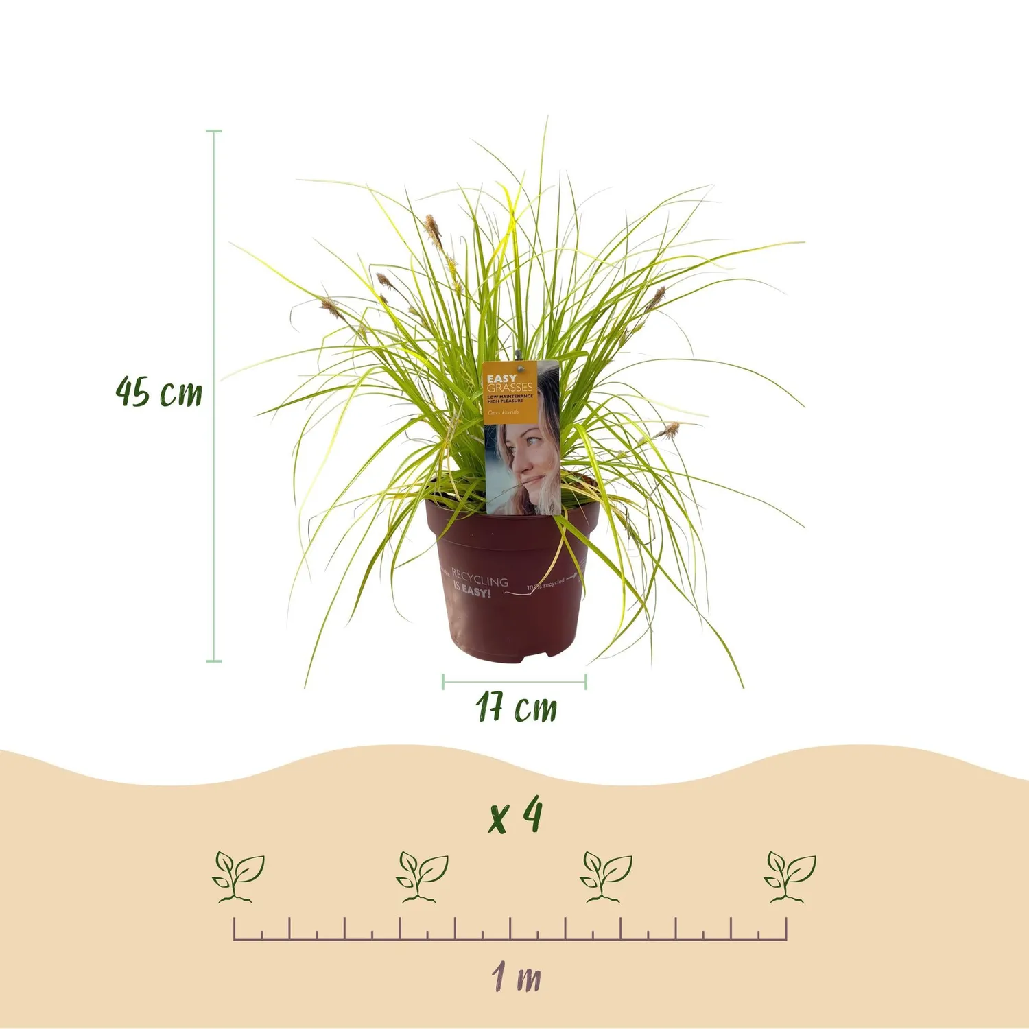 Plant and Stories Laîche Everillo Carex graminée pot 17 cm dorée