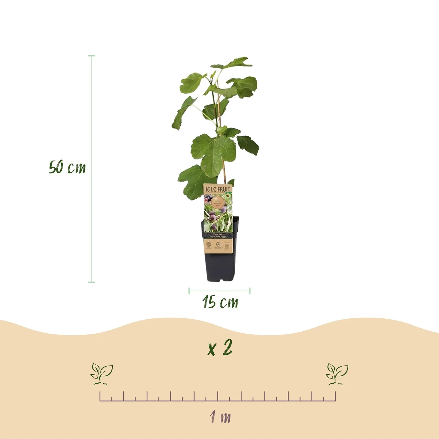 Plant and Stories Little Miss Figgy figuier lot 2 pots 15 cm 50 cm