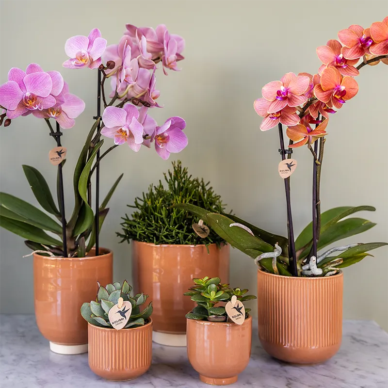 Plant and Stories Phalaenopsis Trévise orchidée duo 2 pots 9 cm