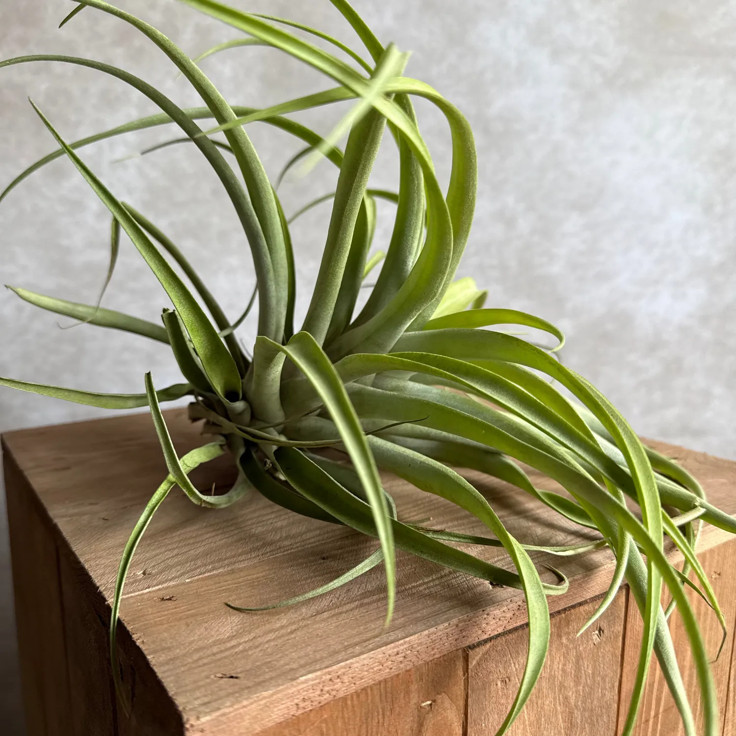 Airplantshop Tillandsia Capitata XXL plante aerienne 20 cm