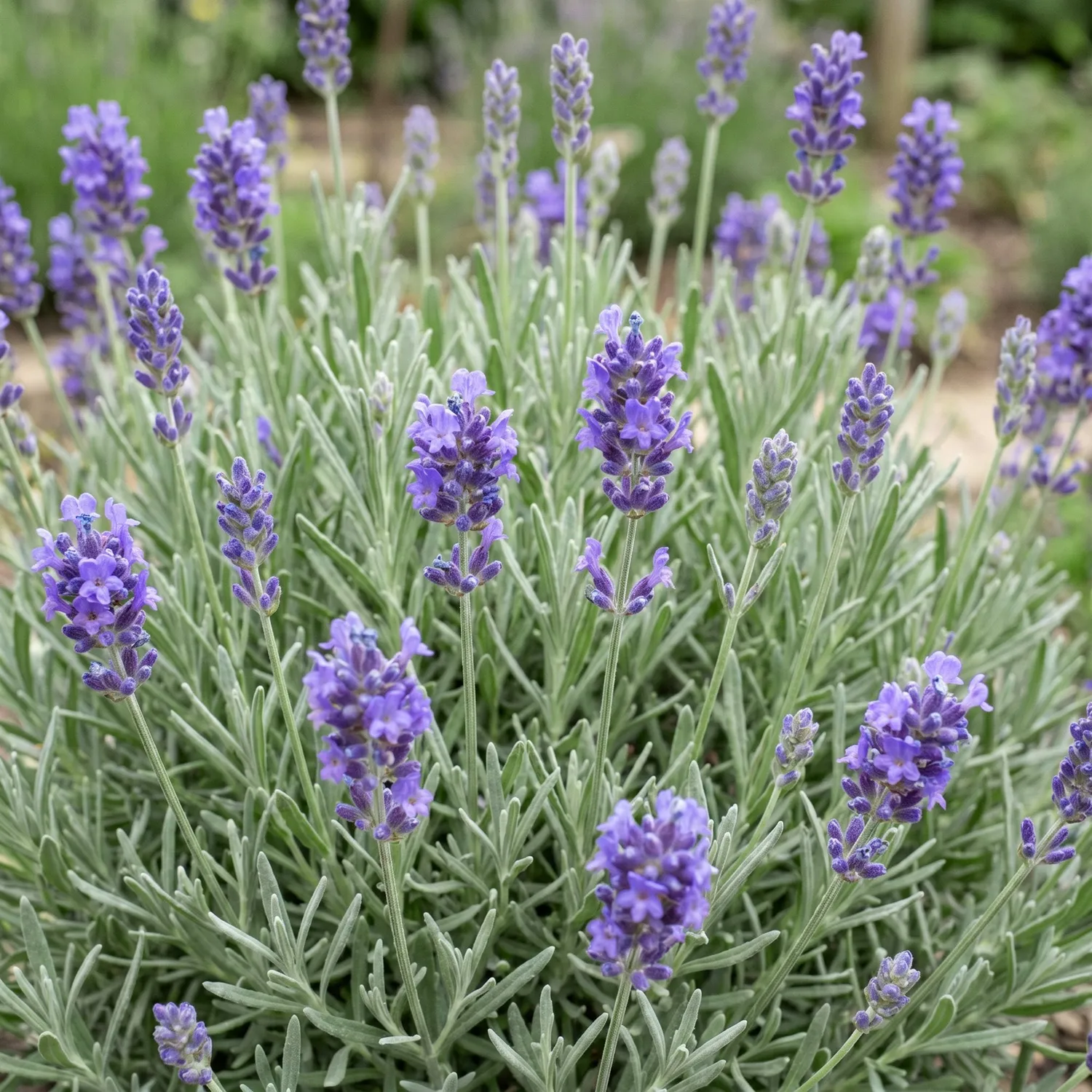 Plant and Stories lavande Dwarf Blue pot 11 cm 6 plants parfumée