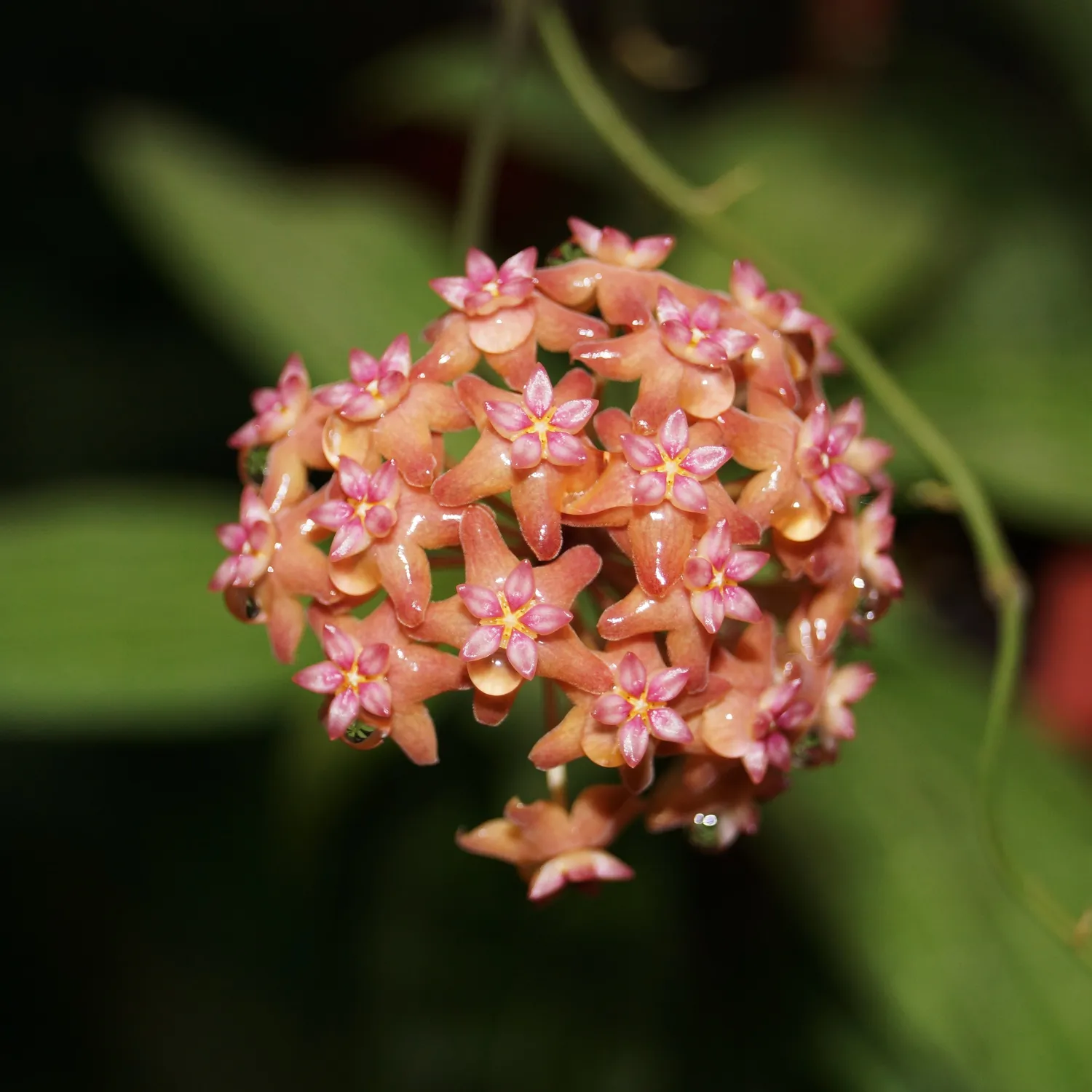 Plant and Stories Hoya Fitchii plante pot 6cm argentée