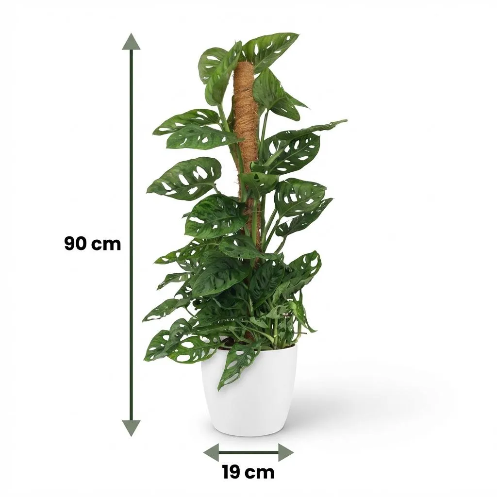 Plant and Stories Monstera Adansonii Monkey Mask plante 90cm tuteur coco