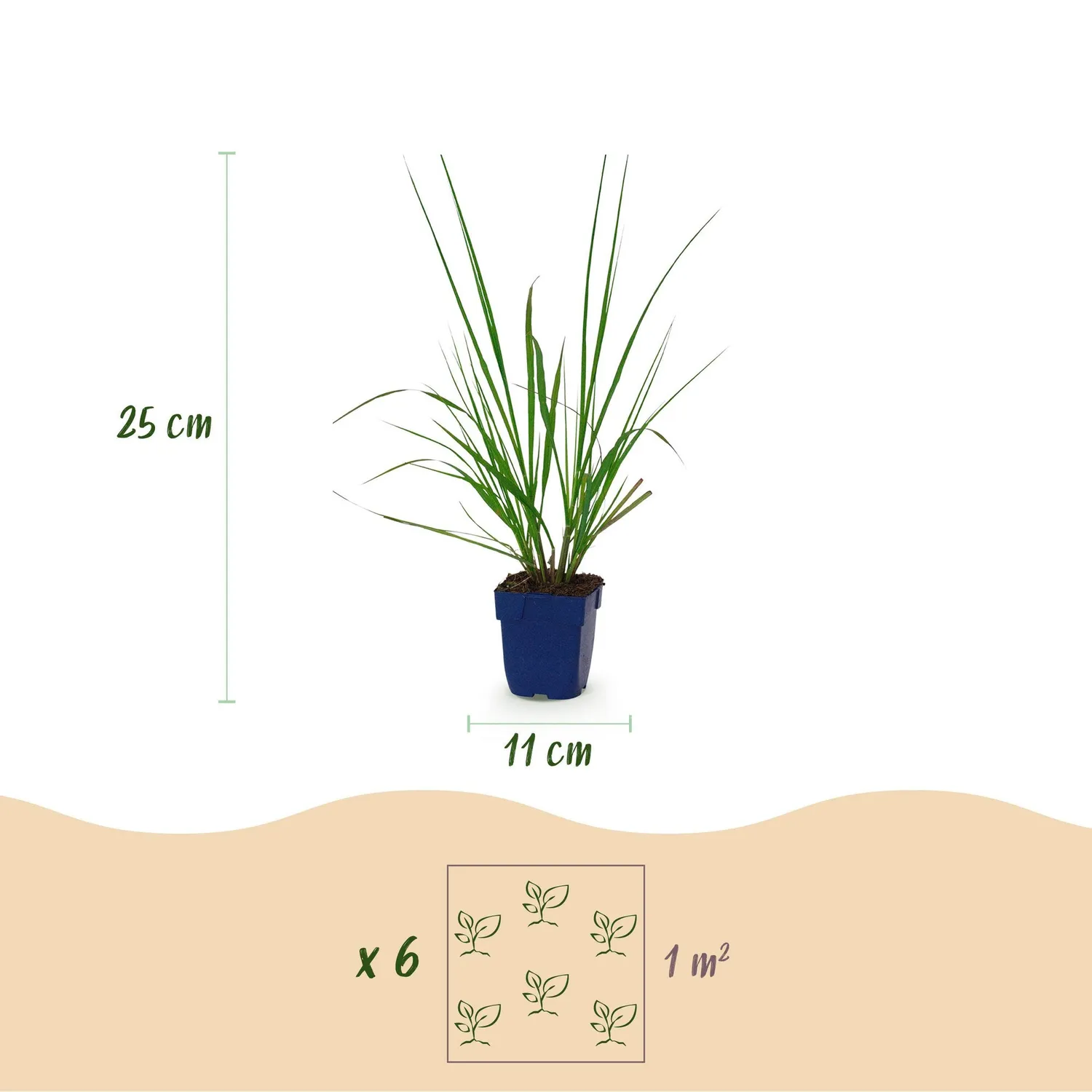 PLANT AND STORIES Herbe aux écouvillons Black Beauty graminée pot 11 cm 1 plant