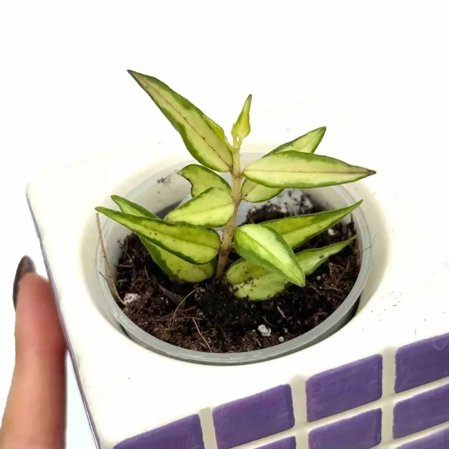 Plant and Stories Hoya Bella Lida Buis plante pot 6cm panachée