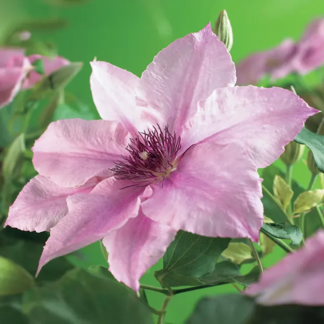 Plant and Stories Pink Fantasy clématite 2 plants rose