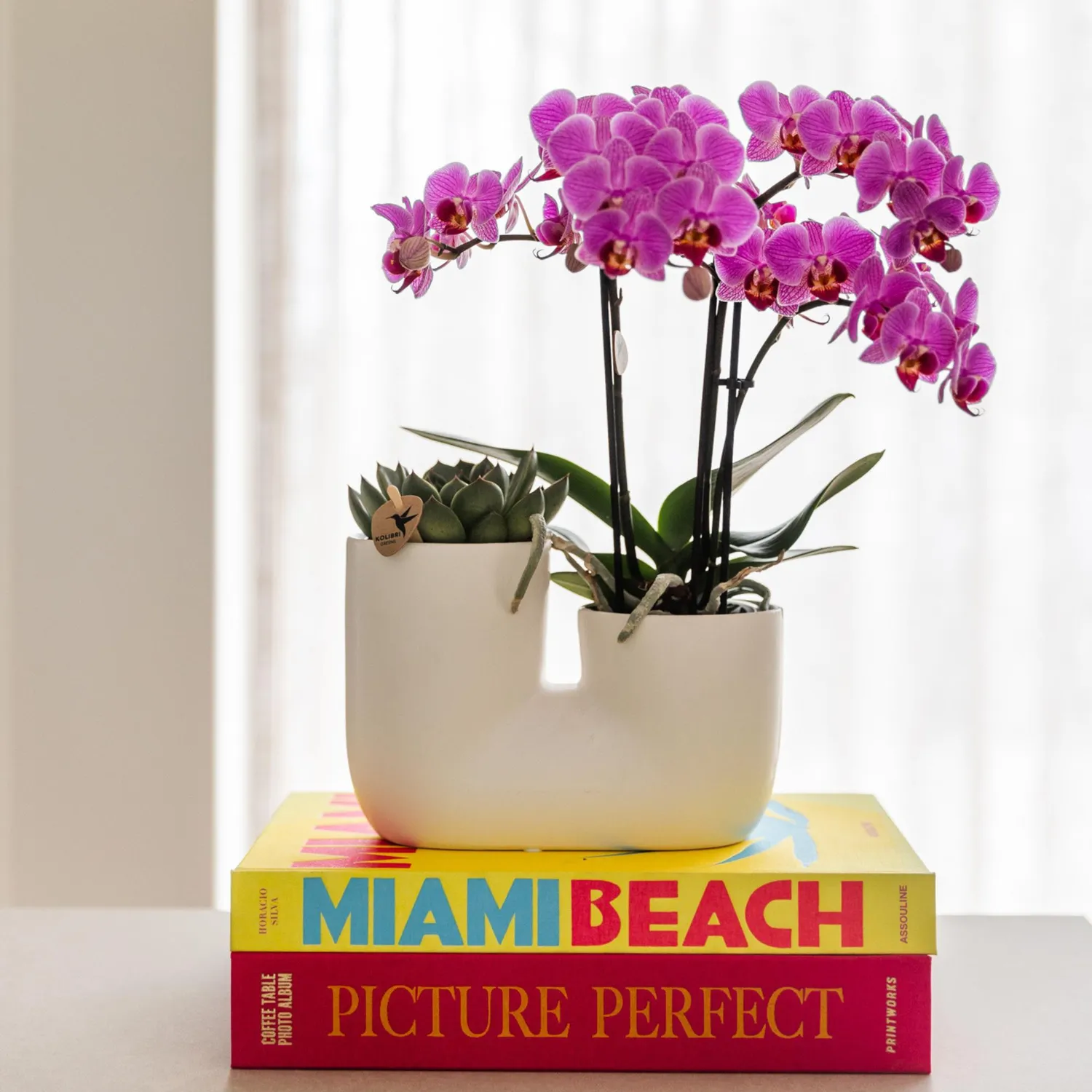 Plant and Stories Phalaenopsis Vienna orchidée 9 cm