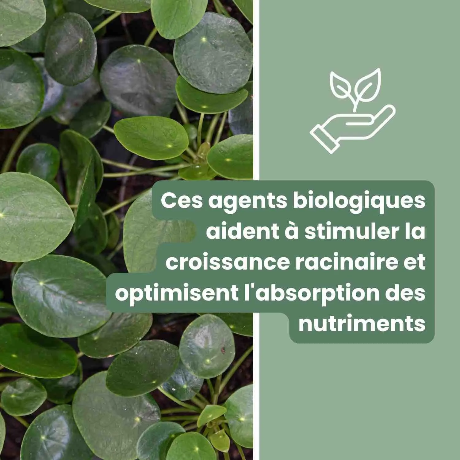 Plant and Stories Substrat Universel terreau 4L mycorhize