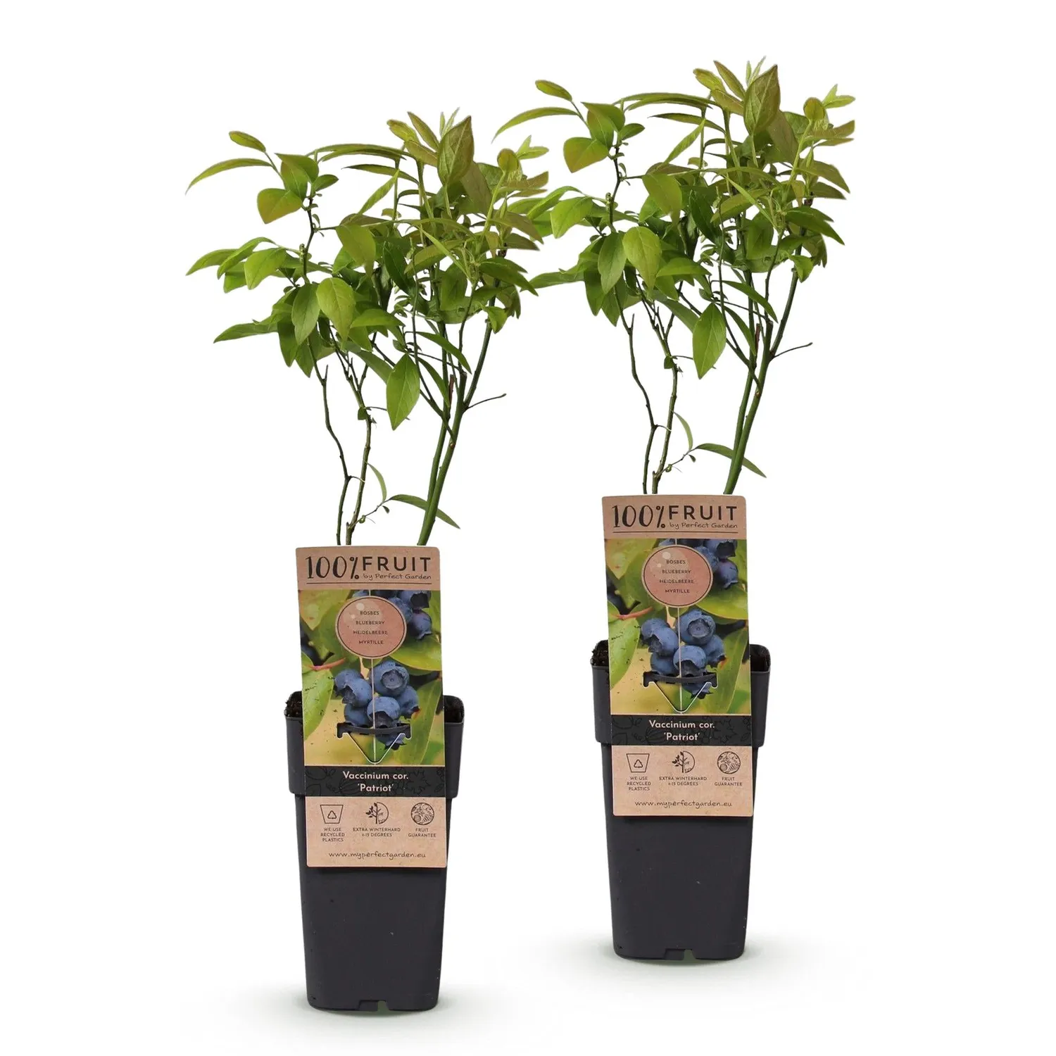 Plant and Stories Myrtillier Patriot arbuste lot 2 pots 15 cm
