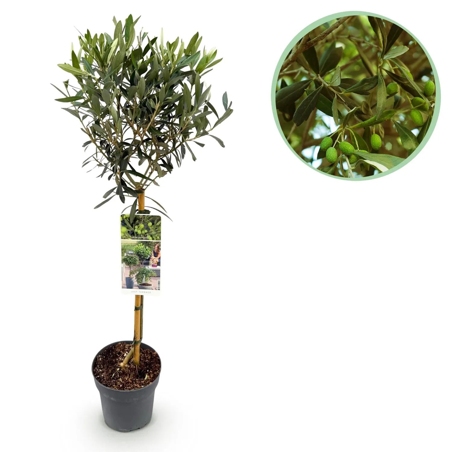 Plant and Stories Olivier Olea europaea arbre pot 19 cm 90 cm soleil